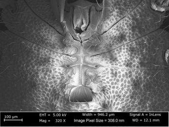 Media type: image;   Invertebrate Zoology 162243 Aspect: male gonostome complex